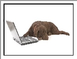 Br�zowy, Labrador, Laptop